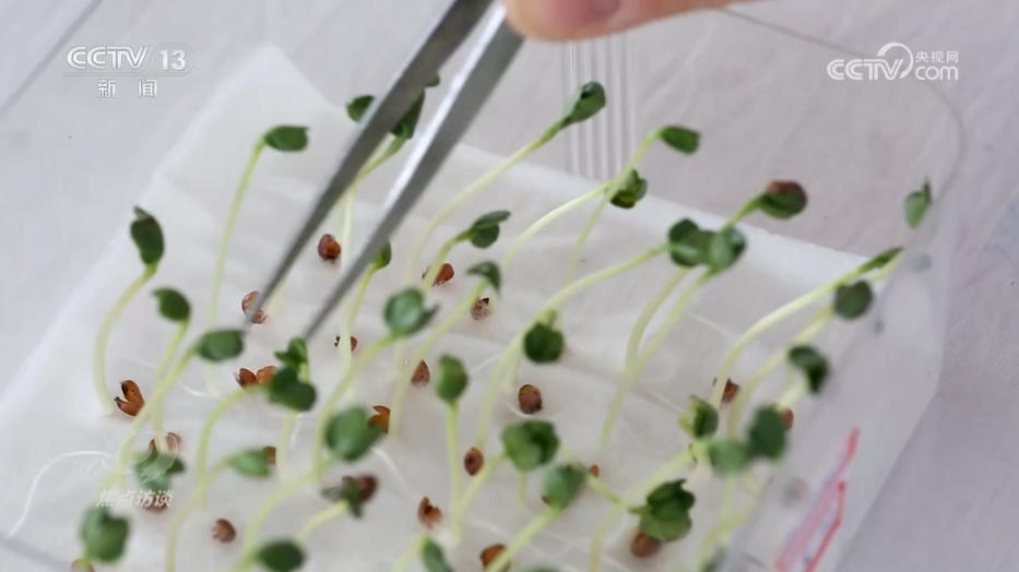 米乐M6：焦点访谈｜攥紧农业“芯片”提稳中国“菜篮子”(图2)