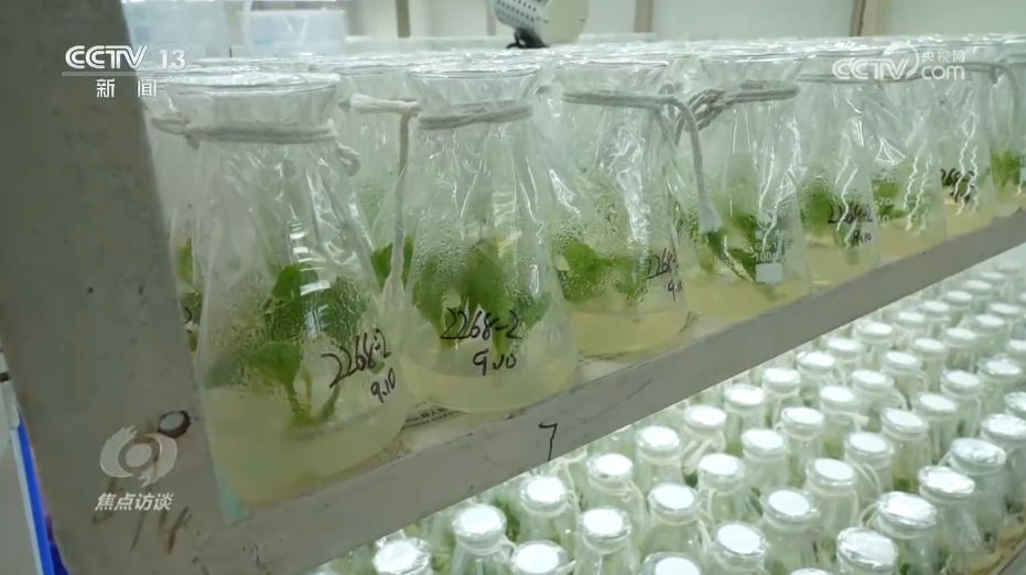 米乐M6：焦点访谈｜攥紧农业“芯片”提稳中国“菜篮子”(图3)