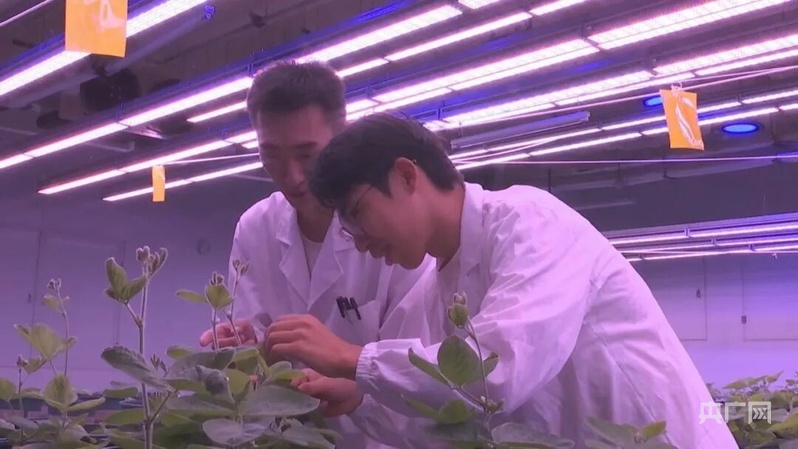 米乐M6：宿州市埇桥区：攥紧“中国芯片”端稳“中国饭碗”(图2)